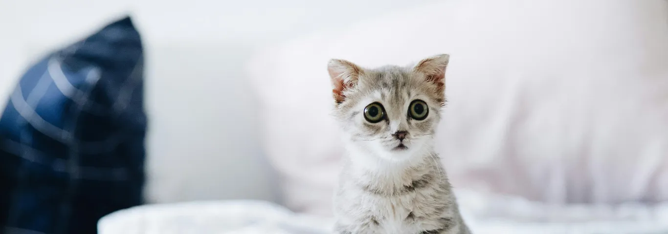 Photo of a kitten on bed