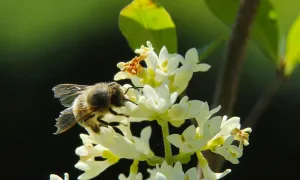 a bee on a flower