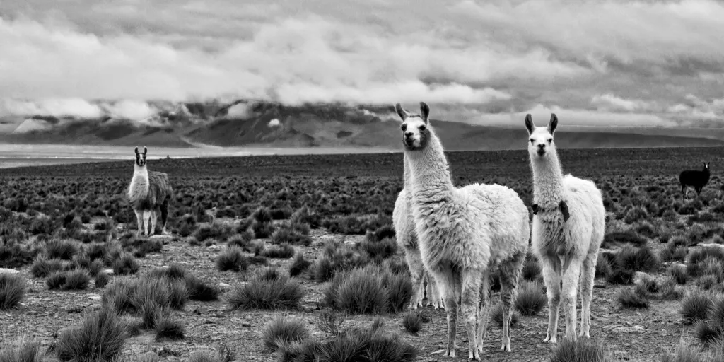 Monochrome Photo of Llamas on a Desert